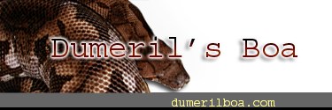  Dumerilboa.com - information on Australia's smallest pythons 