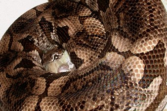 Dumeril's boa eating