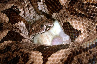 Dumeril's boa eating