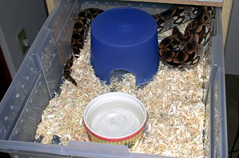 Dumeril's boa enclosure
